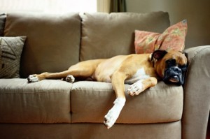dog-on-sleeper-sofa Durable Fabric for a Sleeper Sofa Bed