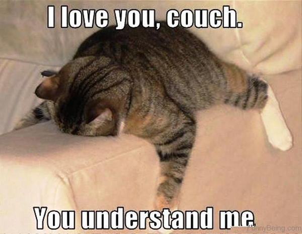 Cat loves couch